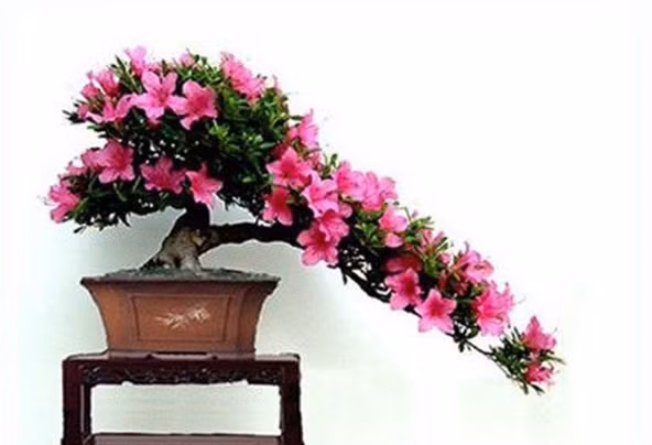 Cây đỗ quyên ít lá, hoa nhiều và kết thành chùm rất sai hoa và rực rỡ nên rất thu hút. Ảnh: Hoadepviet.