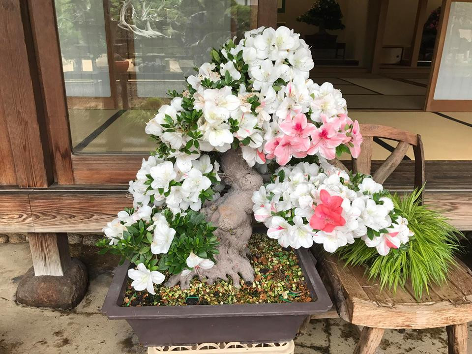 Đỗ quyên trắng đặc trưng cho sự tinh khiết, lịch sự và đúng mực. Ảnh: Bonsai Nhật Bản.