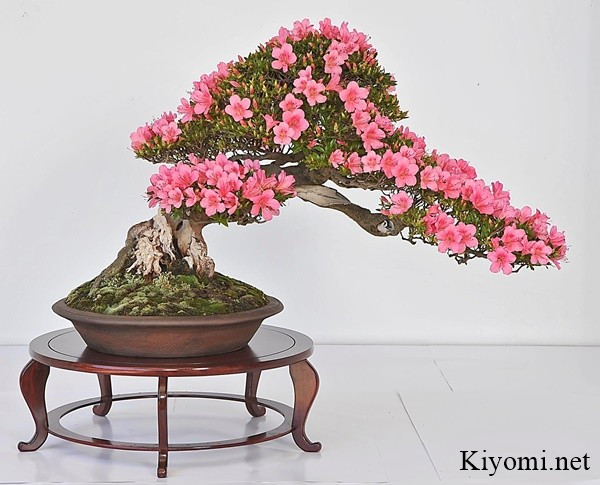 Sở hữu hình dáng uốn lượn và bông hoa rực rỡ, cây đỗ quyên bonsai mang nét đẹp vừa quý phái lại rất hiện đại. Ảnh: Kiyomo.