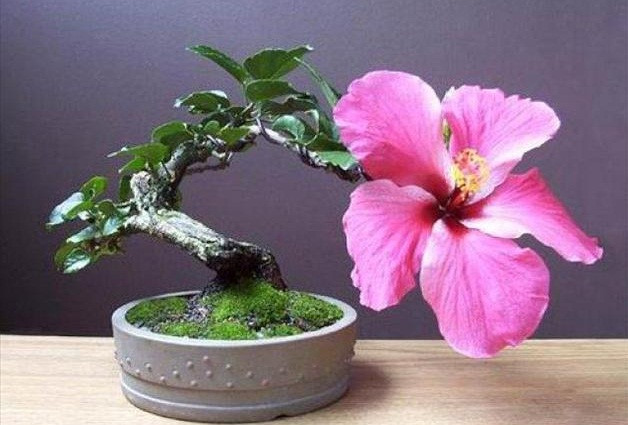 Cây đỗ quyên còn gọi là cây sơn trà hoa hay cây mãn sơn hồng. Ảnh: Youbonsai.