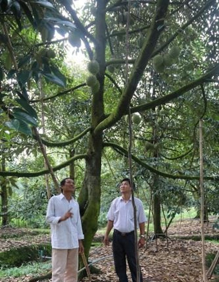 Nhờ vườn chuyên canh sầu riêng, gia đình ông Sẵn từ chỗ nghèo khó đã đổi đời, trở thành triệu phú nông thôn miệt vườn. Ảnh: TTXVN.