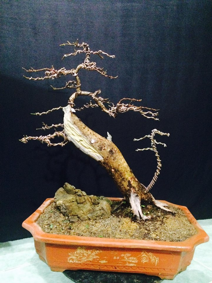 Cây hải châu thế phụ tử không lá có giá vài triệu đồng. Ảnh: FB Đỗ Việt Dũng.