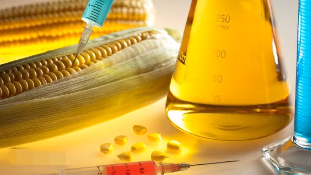 Khi cần số lượng lớn, đường lỏng có thể được chiết xuất từ bắp biến đổi gen. Ảnh: Stt.