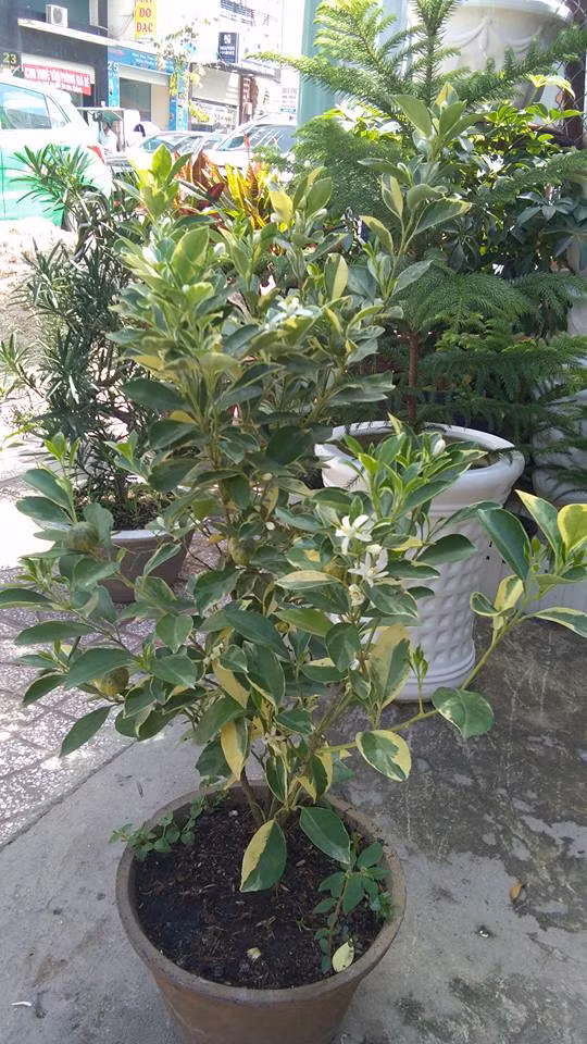 Vừa làm cảnh vừa ăn trái, tắc cẩm thạch thực sự là giống cây độc đáo trên thị trường Tết năm nay. Ảnh: FB Cây Kiểng Thủy Mộc.