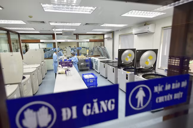 Máu phải được xử lý trong vòng 24 giờ kể từ khi hiến máu, do đó, vào những đợt cao điểm hiến máu, dược sĩ phải đi làm cả thứ 7 và chủ nhật. Nếu để quá 24 giờ, một số thành phần của máu sẽ bị giảm chất lượng (chẳng hạn như tiểu cầu), không thể sử dụng được nữa.