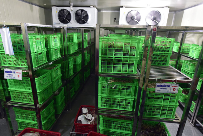 Với đặc thù bảo quản nhiệt độ của huyết tương (mức -25 độ C), cứ một người vào kho đông lạnh lấy tiểu cầu, một người phải đứng túc trực ở ngoài đề phòng rủi ro có thể xảy ra.