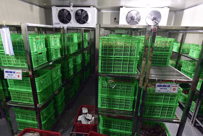 Với đặc thù bảo quản nhiệt độ của huyết tương (mức -25 độ C), cứ một người vào kho đông lạnh lấy tiểu cầu, một người phải đứng túc trực ở ngoài đề phòng rủi ro có thể xảy ra.