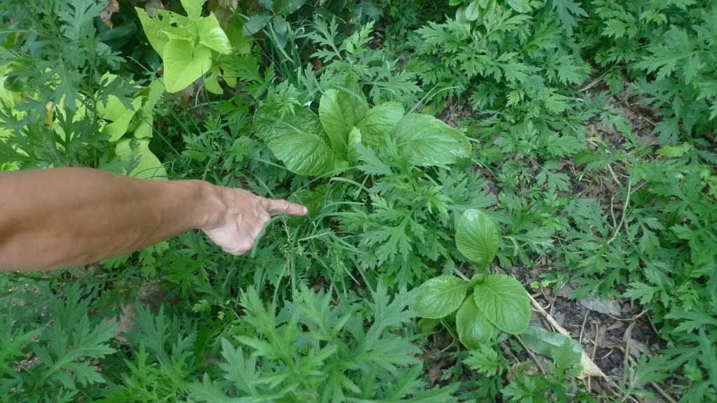 Ngải cứu tốt um.