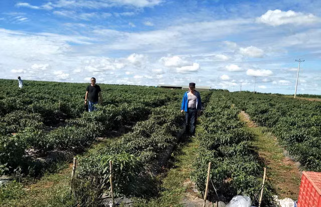 Nông trường ớt bạt ngàn của HAGL Agrico.