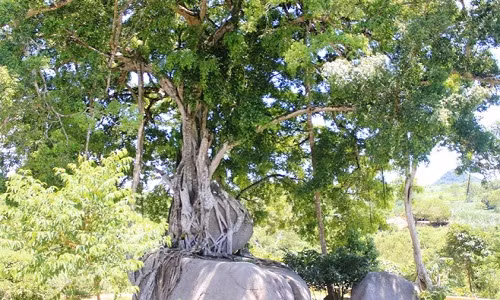 Cây sanh ở bản Kẻ Mui, xã Giai Xuân, huyện Tân Kỳ (Nghệ An) có tuổi đời lên đến nghìn năm được công nhận là cây di sản Việt Nam cao 27 m, tán rộng khoảng 35 m. Ảnh: Zing.