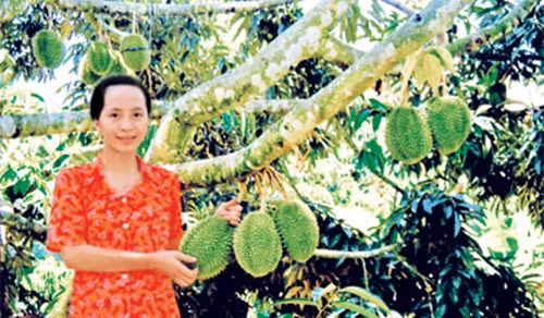 Hiện toàn xã Ngũ Hiệp có 1.600ha đất nông nghiệp được bà con chuyên canh thành công cây sầu riêng. Ảnh: Baoapbac.