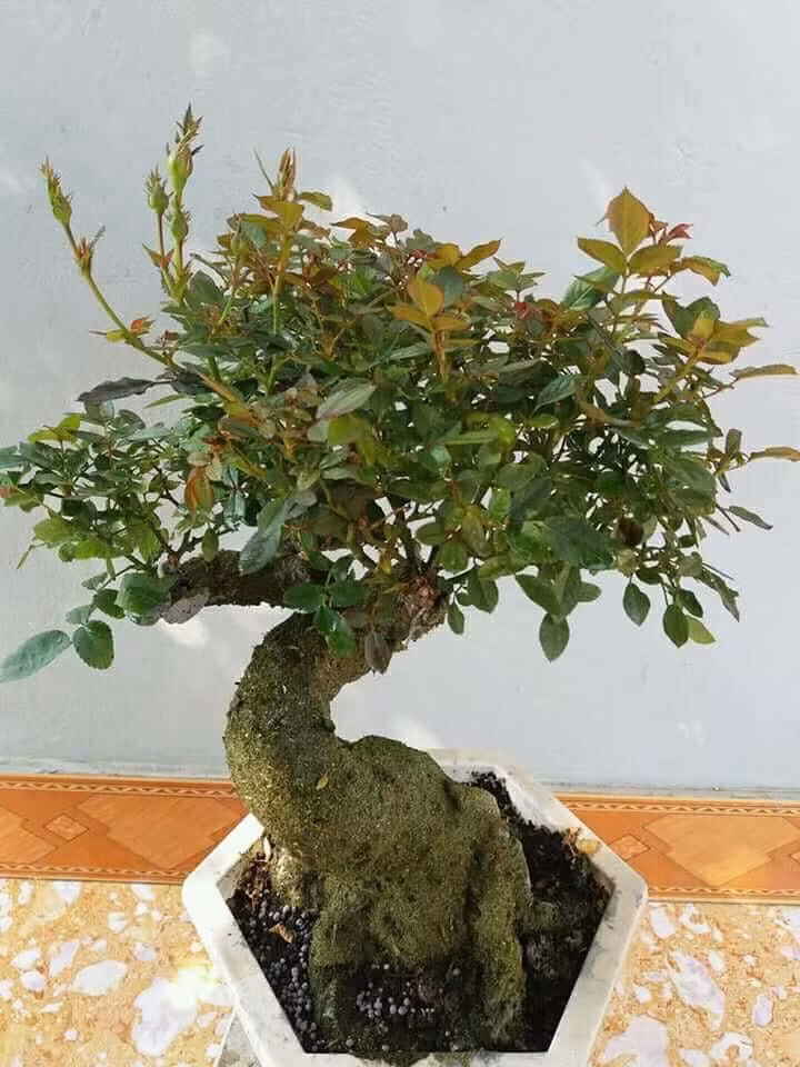 Sự mới lạ, đẹp mắt khiến bonsai hoa hồng đắp rêu được nhiều khách hàng ưa chuộng. Ảnh: FB Thân Thương.