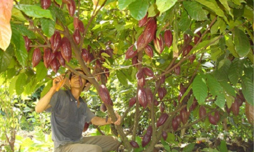 Diện tích ca cao đang cho thu hoạch chiếm khoảng 70% và diện tích trồng xen chiếm khoảng trên 90%. Ảnh: Baodaklak.