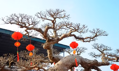 Hơn chục năm trước khi mua về, cây sanh có dạng tán tầng nhưng sau ông Hòa chuyển sang thế phóng khoáng. Ảnh: VOV.