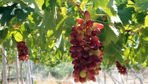 Những chùm nho căng mọng, nằm sát với nhau trông rất thích mắt. Ảnh: Dân Việt.