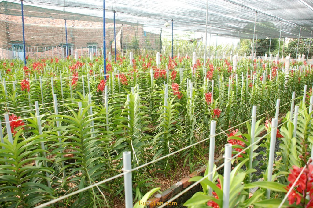 Tham vua lan lon nhat nuoc tren vung “dat thep” Cu Chi