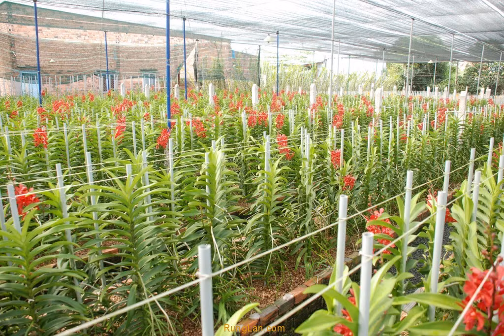 Tham vua lan lon nhat nuoc tren vung “dat thep” Cu Chi