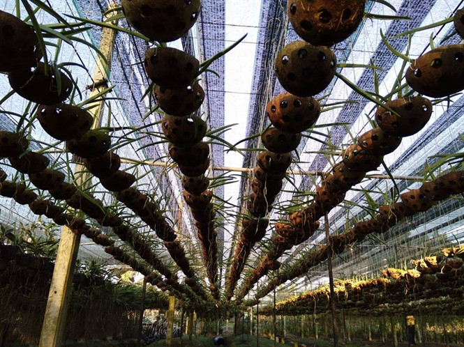 Ngoài ra, anh còn thường xuyên nhập trực tiếp về những giống lan mới nhất từ Thái Lan và Đài Loan mà thị trường Việt Nam chưa có. Ảnh: Phanbonla.