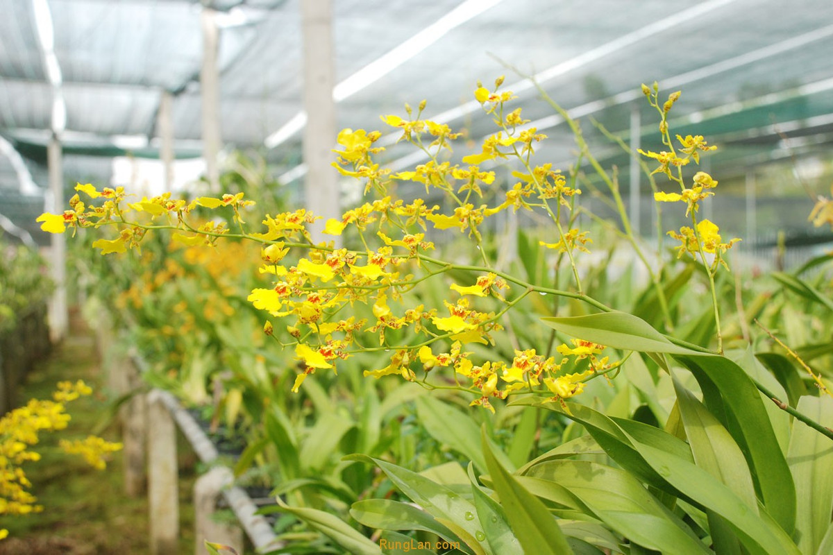 Ước tính, bình quân mỗi năm gia đình chị thu về khoảng 2 tỷ đồng từ tiền bán hoa lan. Ảnh: Runglan.