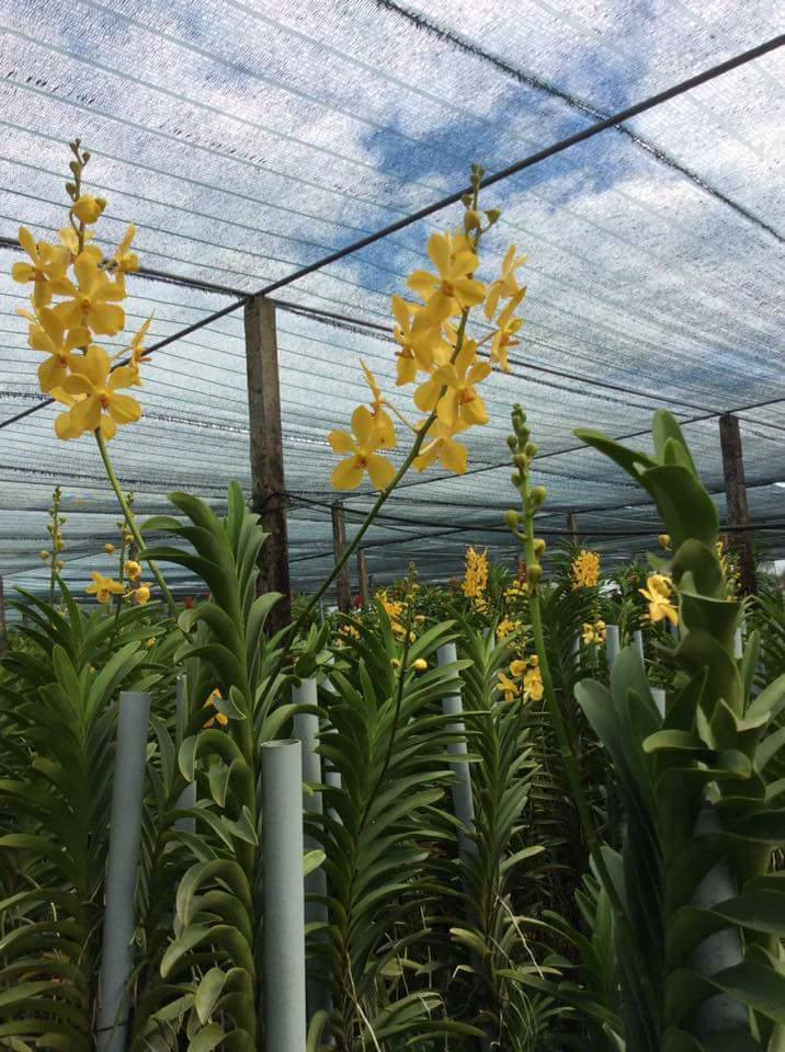 Hiện vườn lan Minh Dũng trồng khoảng 30.000 gốc, mỗi tuần cung cấp từ 4.000 – 6.000 cành lan cho thị trường. Ngoài ra, vườn của bà Bé còn xuất bán 10.000 cây giống/năm. Ảnh: Vuonlanminhdung.