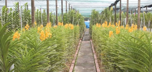 Khắp vườn lan Minh Dũng được trang bị hệ thống tưới tự động. Nhờ bê tông hóa tất cả lối đi từ trước, vườn lan lúc nào cũng sạch sẽ, hạn chế cỏ dại. Ảnh: Dân Việt.