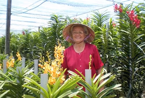 Dù đã ngoài 70 tuổi nhưng bà Nguyễn Thị Bé (ấp Bến Đò 2, xã Tân Phú Trung, Củ Chi, TP HCM) vẫn còn giàu nhiệt huyết với nghề trồng lan. Hiện bà Bé là chủ vườn lan mokara Minh Dũng rộng 10.000m2. Ảnh: Dân Việt.