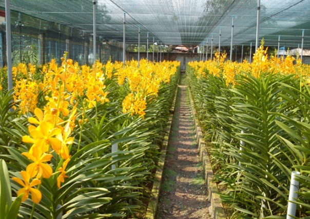 Bên cạnh đó, đến Củ Chi không khó để bắt gặp những vườn lan hàng nghìn m2 của rất nhiều gia đình khác. Ảnh: Doanhnghiepviet.