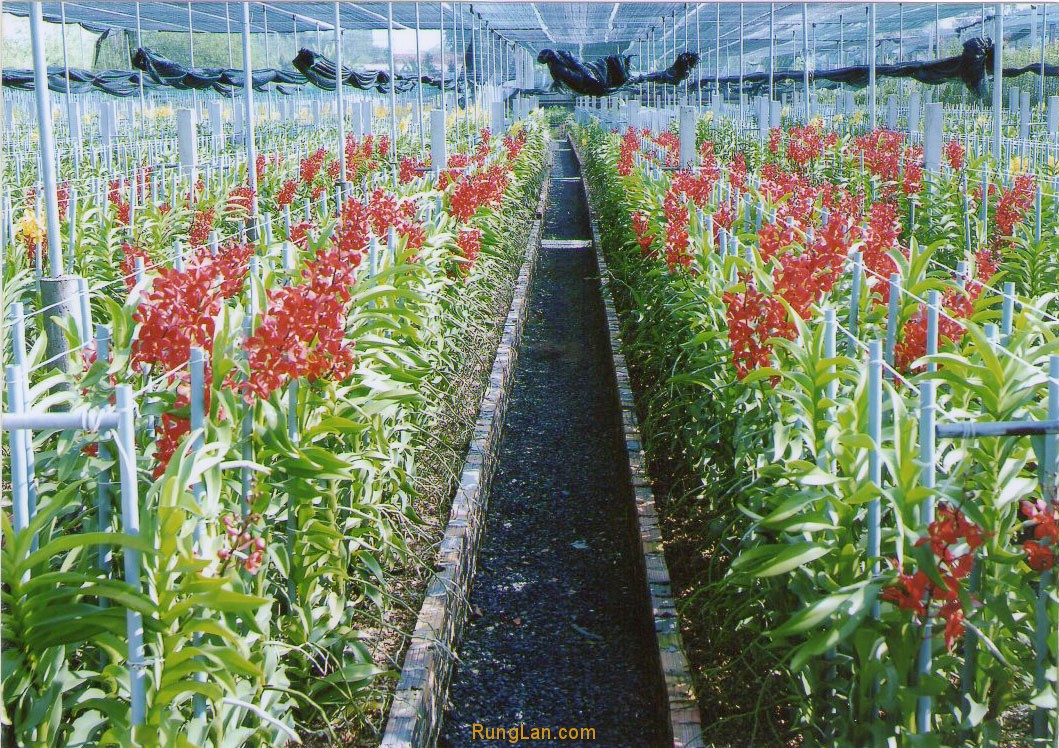 Trong đó, nổi bật nhất là vườn lan Huyền Thoại của chị Đặng Lê Thanh Huyền. Ảnh: Runglan.