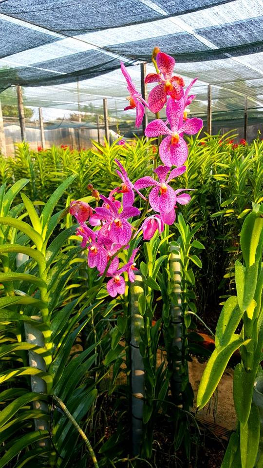 Bình quân, mỗi năm, vườn lan Minh Dũng cho bà Bé thu nhập 800 triệu đồng. Ảnh: Vuonlanminhdung.