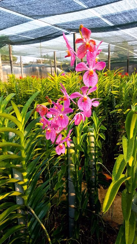 Bình quân, mỗi năm, vườn lan Minh Dũng cho bà Bé thu nhập 800 triệu đồng. Ảnh: Vuonlanminhdung.