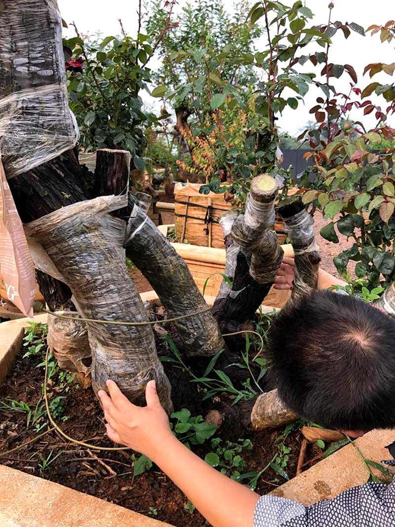 Đặc biệt, gốc hồng cổ thế mẫu tử này đã trải qua hơn 100 năm. Ảnh: Vietnamnet.