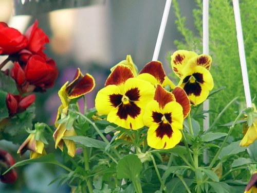 Hoa păng xê được ví như hoa tiểu thư trong vườn bởi cánh mỏng như nhung và luôn có cùng lúc 3 màu. Ảnh: Hoacanh.