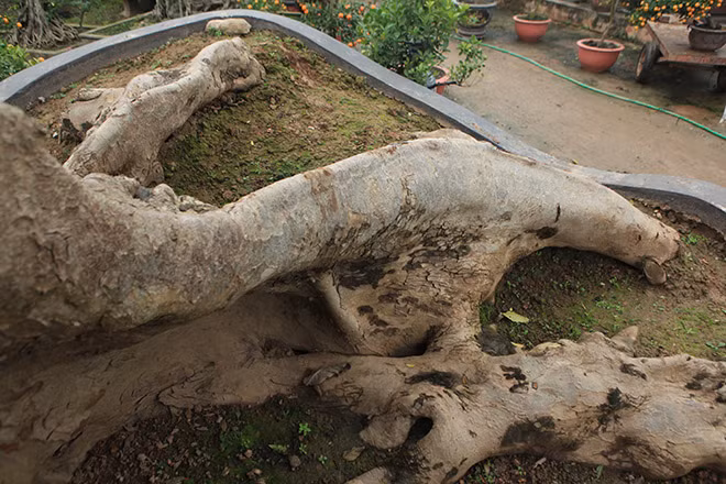 Bộ rễ khủng xoắn lại. Cây được rao bán với giá 800 triệu đồng. Ảnh: Dân Việt.