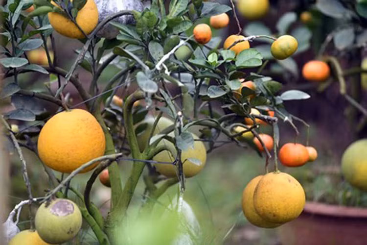 Muốn quả ghép phát triển bình thường, ông phải khéo léo và cẩn thận ghép cuống quả vào cành hay nhánh của cây thật chính xác, tương xứng nhau.