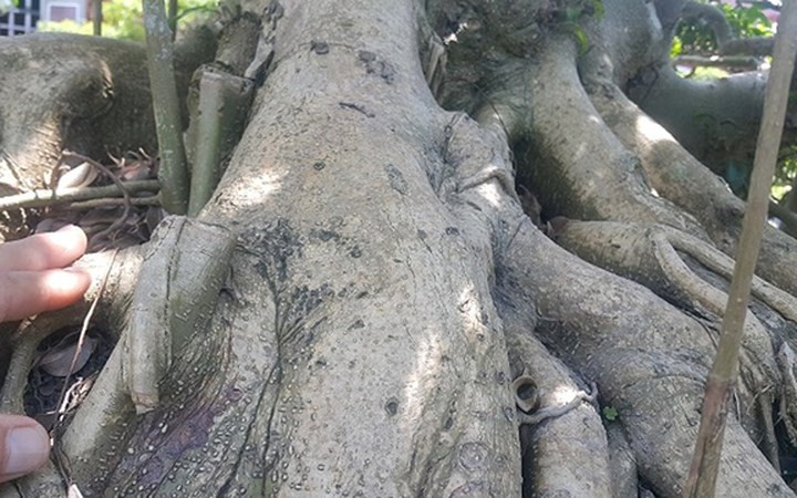 Thân bệ lên màu đồng, đặc trưng của sanh nam điền khi có tuổi.