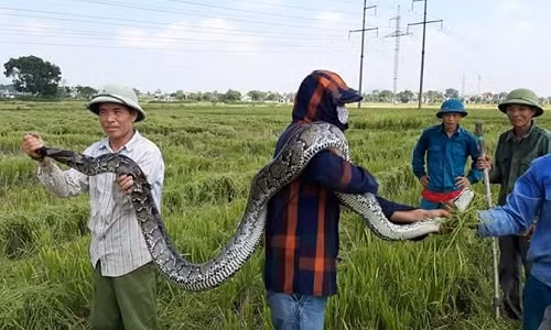 Thanh Hoa: Dan vay bat tran “khung”, nang 25kg o dong lua dang gat