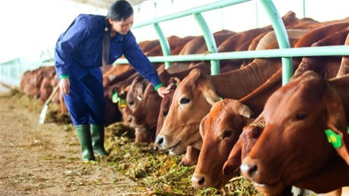 Lợi nhuận chăn nuôi bò của HAGL được ghi nhận cao nhất là vào năm 2015 khi doanh thu bán bò đạt 2.542 tỷ đồng, lợi nhuận gộp đạt 743 tỉ đồng và tỉ suất lợi nhuận gộp đạt 29%. Ảnh: HAGL.