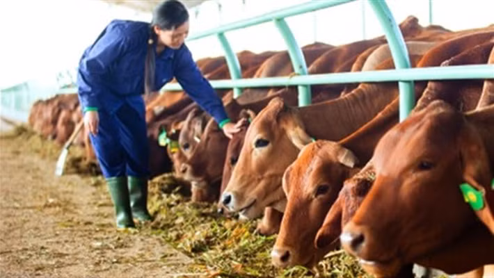 Lợi nhuận chăn nuôi bò của HAGL được ghi nhận cao nhất là vào năm 2015 khi doanh thu bán bò đạt 2.542 tỷ đồng, lợi nhuận gộp đạt 743 tỉ đồng và tỉ suất lợi nhuận gộp đạt 29%. Ảnh: HAGL.