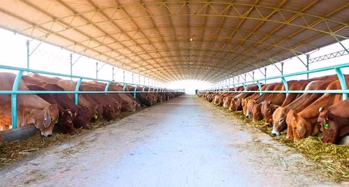 Quý I/2016, đàn bò mang về hơn 1.200 tỷ đồng cho HAGL. Ảnh: Giaoduc.