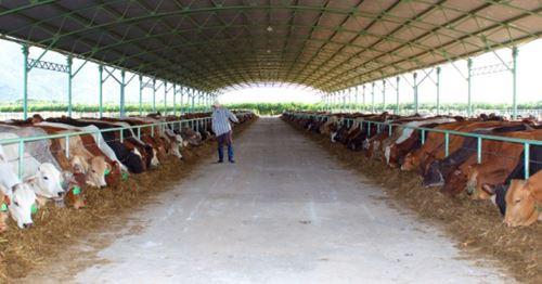 Đến năm 2017, doanh thu bán bò của HAGL chỉ còn 759 tỷ đồng mang về lợi nhuận 37 tỉ đồng, tỉ suất lợi nhuận gộp giảm còn 4,8%. Ảnh: Giaoduc.