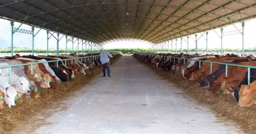 Đến năm 2017, doanh thu bán bò của HAGL chỉ còn 759 tỷ đồng mang về lợi nhuận 37 tỉ đồng, tỉ suất lợi nhuận gộp giảm còn 4,8%. Ảnh: Giaoduc.