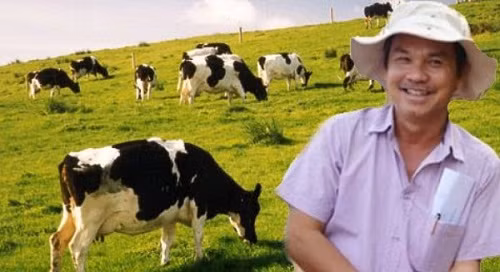 Đến năm 2016, HAGL nâng tổng số đàn bò lên khoảng 250.000 con. Ảnh: DSPL.