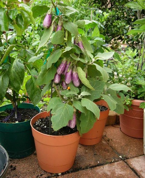 Hầu hết các chậu bonsai cà tím đều được gieo từ hạt. Ảnh: Gardening for Beginners.