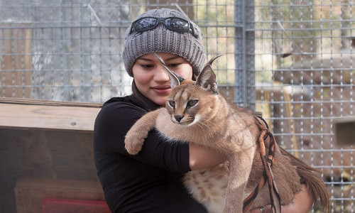 Linh miêu tai đen được nhà giàu chọn nuôi bởi nó thật đặc biệt, khác lạ và khiến mọi người phải ngạc nhiên. Ảnh: Worldpress.