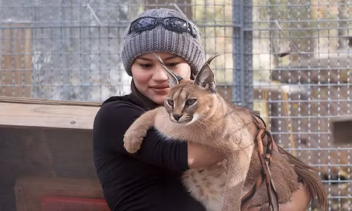 Linh miêu tai đen được nhà giàu chọn nuôi bởi nó thật đặc biệt, khác lạ và khiến mọi người phải ngạc nhiên. Ảnh: Worldpress.