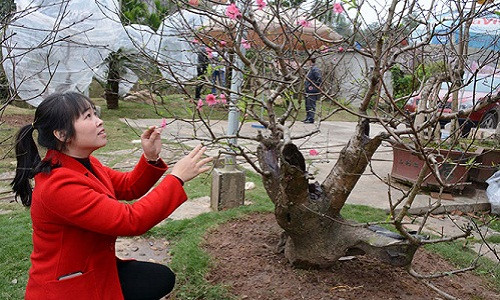 Cây đào song thụ