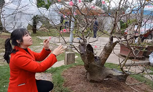 Cây đào song thụ