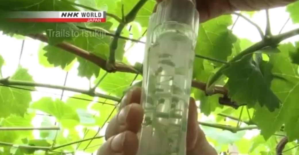 Họ sử dụng một hormone có nguồn gốc thực vật - gibberellins cho các chùm nho. Chỉ với một lớp gibberellins, quả nho sẽ mọc ra to và không hạt. Ảnh: NHK World.