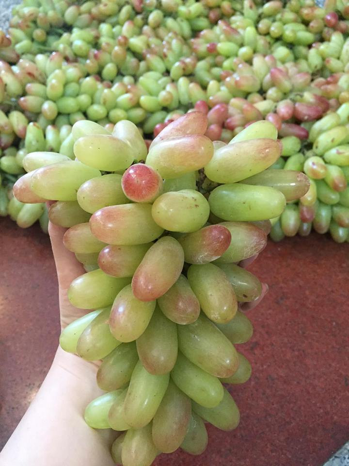 Quả nho có hình bầu dục, vỏ dày, to hơn ngón tay cái. Ảnh: FB Nguyễn Xuân Bích Trâm.