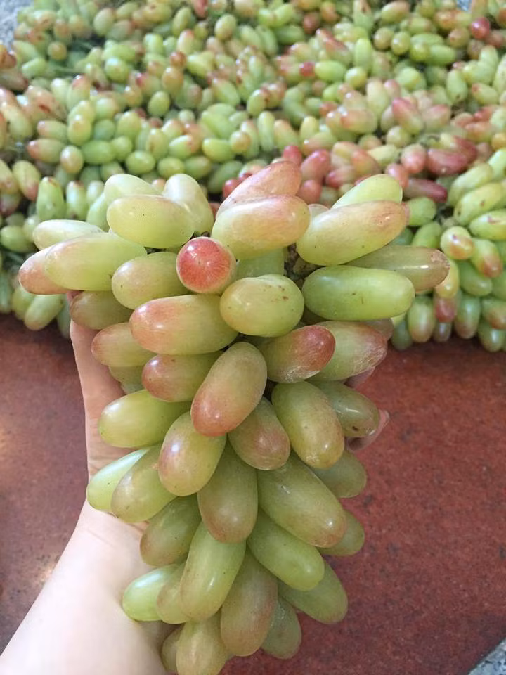 Quả nho có hình bầu dục, vỏ dày, to hơn ngón tay cái. Ảnh: FB Nguyễn Xuân Bích Trâm.